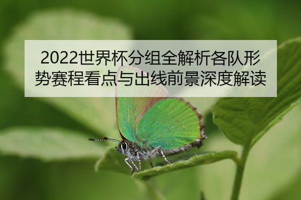 2022世界杯分组全解析各队形势赛程看点与出线前景深度解读